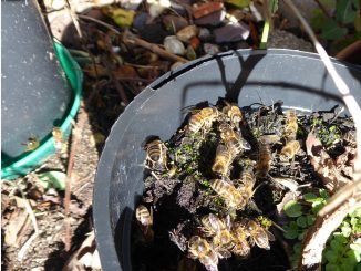 Bees on Compost